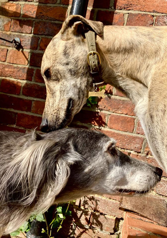 Nurse clinics Green Lane Vets